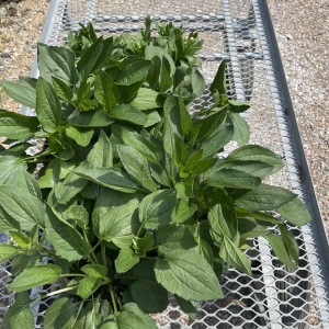 Photo of The Good Earth Garden Center