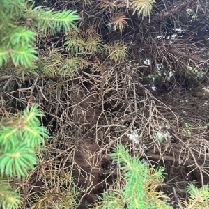 Photo of Revival Landscaping Pittsburgh