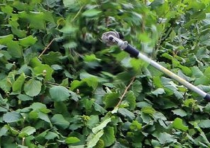 Photo of Beltrans Professional Lawn Care