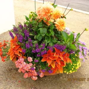 Photo of Zscape Landscape Designs