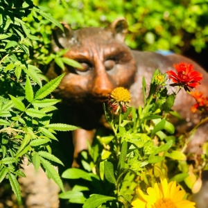 Photo of Gardens By the Sea Nursery