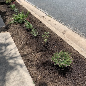 Photo of Adam's Lawn Service Austin