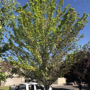Photo of Nielsen's Lawn Care and Pest control