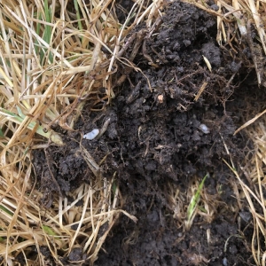 Photo of Nielsen's Lawn Care and Pest control