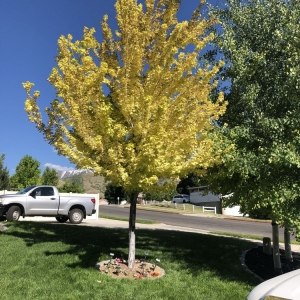 Photo of Nielsen's Lawn Care and Pest control