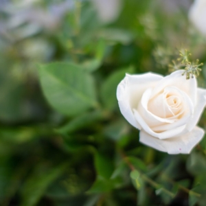 Photo of La Bonita Flower Shop