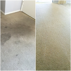 Photo of Carpet Care By Mark