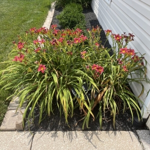 Photo of Baxter Gardens of Chesterfield