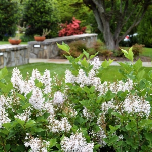 Photo of Allentuck Landscaping