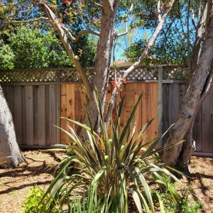 Santa Cruz Dave's Landscaping