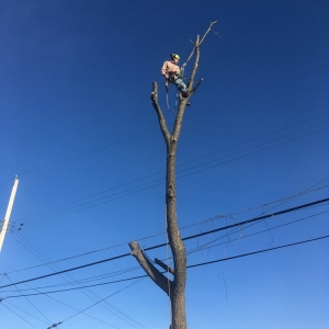 Photo of JD Landscaping