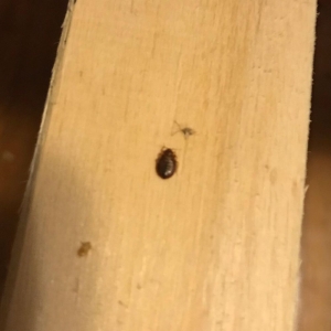 Photo of Hicks Pest Control