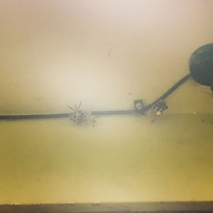 Photo of Hicks Pest Control