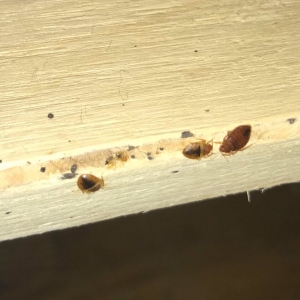 Photo of Hicks Pest Control