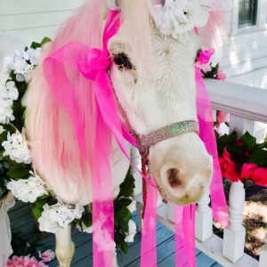 Photo of Peace Love & Ponies
