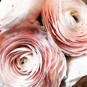 Photo of Adina Blooms - The District at Prairie Trail