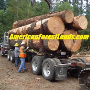 Photo of American Forest Lands Washington Logging Company