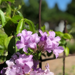 Photo of University of Minnesota Landscape Arboretum