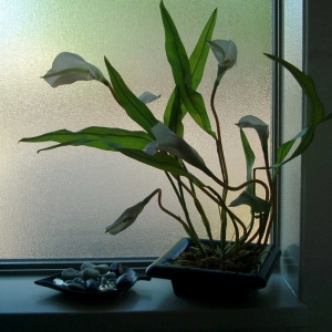Photo of Designing Details - Utah Home Staging & Design