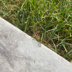Photo of DB Concrete Services