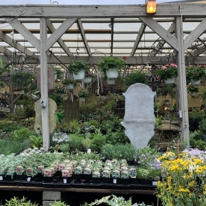Photo of Ginkgo Gardens