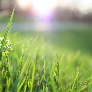 Photo of JW Cuts Lawns and Landscaping