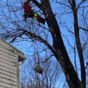 Photo of 999tree