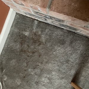 Photo of Portland NW Carpet Cleaning