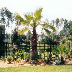 Photo of Landscape Remedies