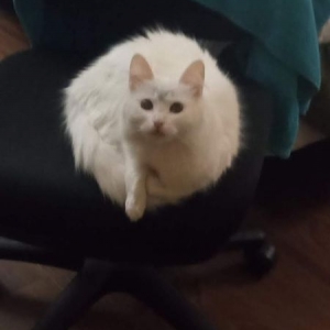 Photo of Punkin Cleaning Services
