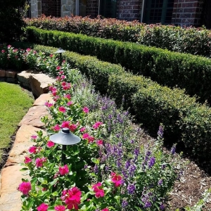 Photo of JMAS Texas Lawn Care