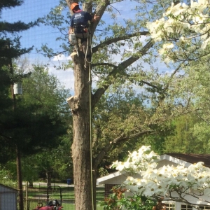 Photo of All In One Tree Service