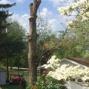 Photo of All In One Tree Service