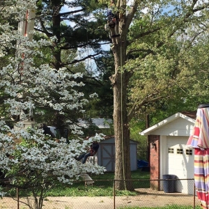 Photo of All In One Tree Service