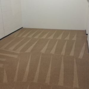 Photo of Carpet Sharks
