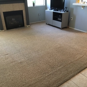 Photo of Carpet Sharks