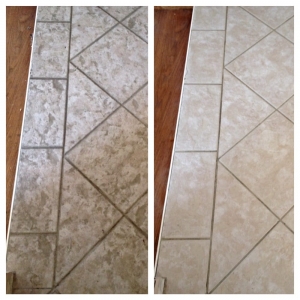 Photo of Carpet Sharks