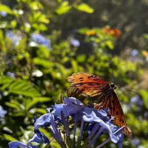Photo of Springs Preserve