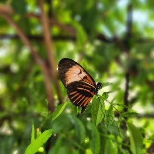 Photo of Springs Preserve
