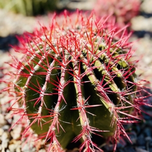 Photo of Springs Preserve