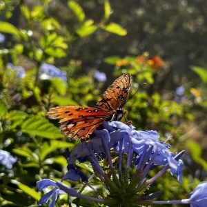 Photo of Springs Preserve