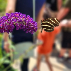 Photo of Springs Preserve