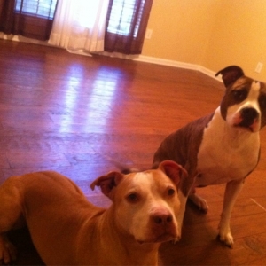 Photo of Palmetto Flooring
