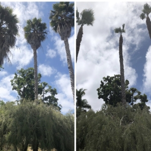 Photo of Los Agaves Landscaping