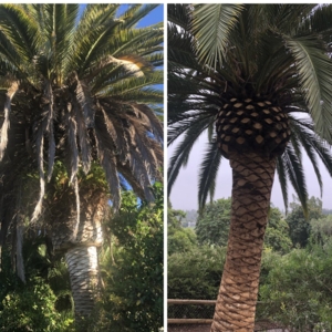 Photo of Los Agaves Landscaping