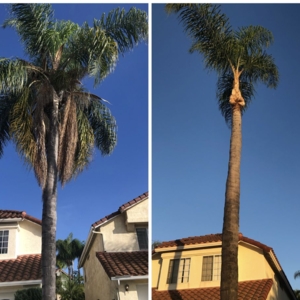 Photo of Los Agaves Landscaping