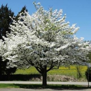 Photo of Creative Landscape Designs