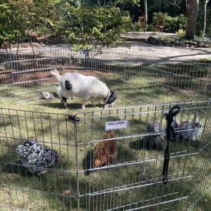 Photo of Once Upon a Pony & Petting Zoo