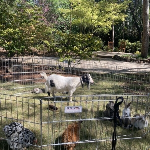 Photo of Once Upon a Pony & Petting Zoo