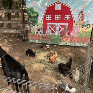 Photo of Once Upon a Pony & Petting Zoo